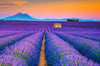 Leuchtbild Lavendel Blumen Feld Querformat Crop
