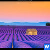 Leuchtbild Lavendel Blumen Feld Querformat Zoom