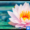 Leuchtbild Lotusblume Querformat Zoom
