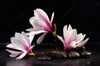 Leuchtbild Magnolien Zen Steine Quadrat Crop