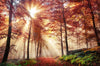 Leuchtbild Sonnenlicht Im Nebligen Wald Querformat Crop