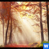 Leuchtbild Sonnenlicht Im Nebligen Wald Querformat Zoom