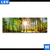 Leuchtbild Sonniger Wald Panorama Motivvorschau