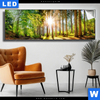 Leuchtbild Sonniger Wald Panorama Produktvorschau