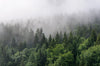 Leuchtbild Wald Im Nebel Panorama Crop