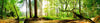 Leuchtbild Waldpanorama Querformat Crop