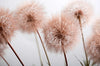 Leuchtbild Zarte Pusteblume Querformat Crop