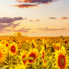 Poster Leuchtend Gelben Sonnenblumen Am Abend Quadrat Zoom
