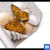Poster Schmetterlinge Muscheln Im Sand Panorama Material