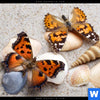 Poster Schmetterlinge Muscheln Im Sand Panorama Zoom