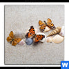 Poster Schmetterlinge Muscheln Im Sand Quadrat Motivvorschau