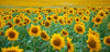 Poster Sonnenblumenfeld Quadrat Crop