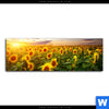 Spannbild Leuchtend Gelbe Sonnenblumen Am Abend Panorama Motivvorschau
