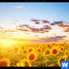 Spannbild Leuchtend Gelbe Sonnenblumen Am Abend Panorama Zoom