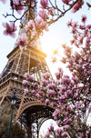 Spannbild Mangnolien In Paris Hochformat Crop