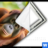 Spannbild Orang Utan Familie Im Regenwald Hochformat Material