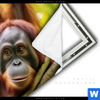 Spannbild Orang Utan Familie Im Regenwald Panorama Material