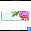 Spannbild Orchidee Wassertropfen Panorama Motivvorschau