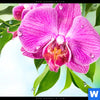 Spannbild Orchidee Wassertropfen Panorama Zoom