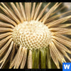 Spannbild Pusteblume No 11 Panorama Zoom