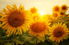 Spannbild Sonnenblumen Im Abendlicht Hochformat Crop