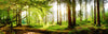 Spannbild Waldbach Im Sonnenschein Panorama Crop