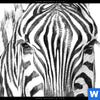 Wechselmotiv Bleistiftzeichnung Zebra Panorama Zoom