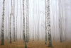 Wechselmotiv Nebel Im Birkenwald Querformat Crop