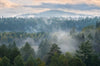 Wechselmotiv Nebel Im Wald Panorama Crop