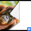 Wechselmotiv Orang Utan Familie Im Regenwald Hochformat Material