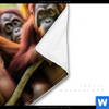 Wechselmotiv Orang Utan Familie Im Regenwald Querformat Material