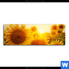 Wechselmotiv Sonnenblumen Im Abendlicht Panorama Motivvorschau