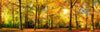 Wechselmotiv Waldlandschaft Im Herbst Panorama Crop