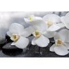 Wechselmotiv Weiße Orchideen Querformat Motive wandbild.com