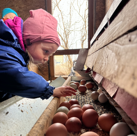 kids collecting farm fresh eggs