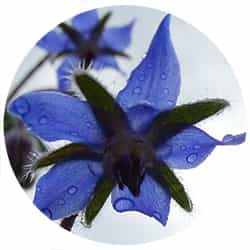 Borage