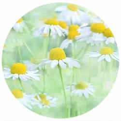 Chamomile