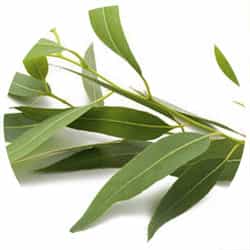 Eucalyptus