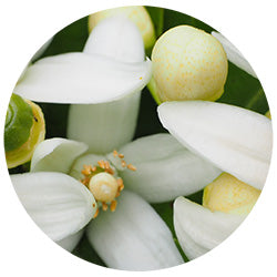 Neroli