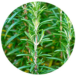 Rosemary