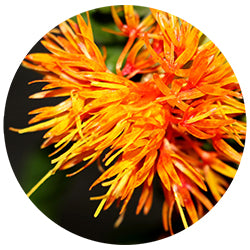 Safflower