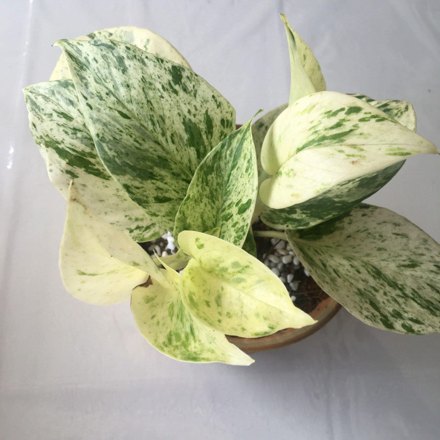 Epipremnum Aurea Variegated for sale at Plant Petite. — Plant Petite