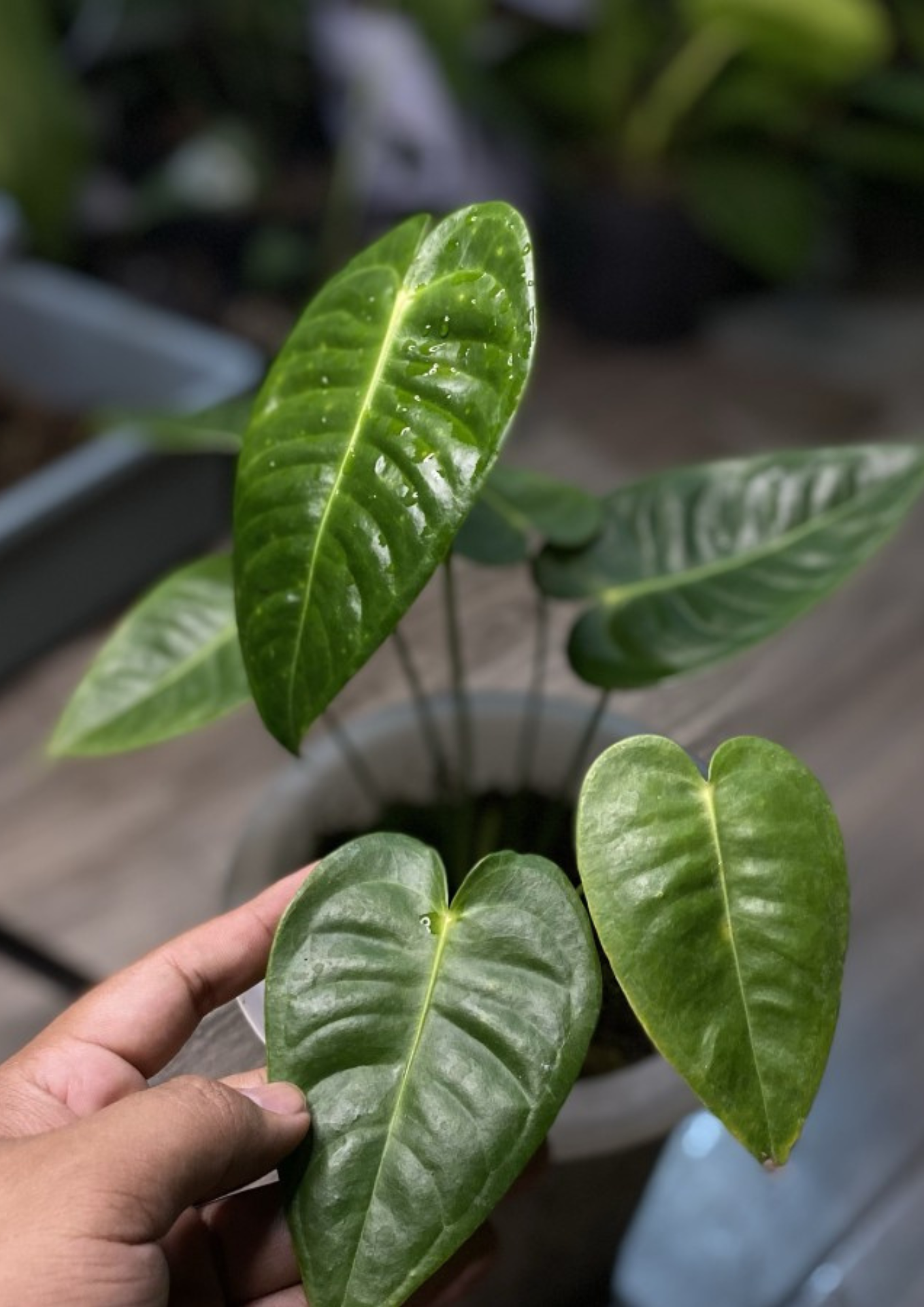 専用 12/25更新☆南米直輸入株☆Anthurium forgetii ☆室内育成株