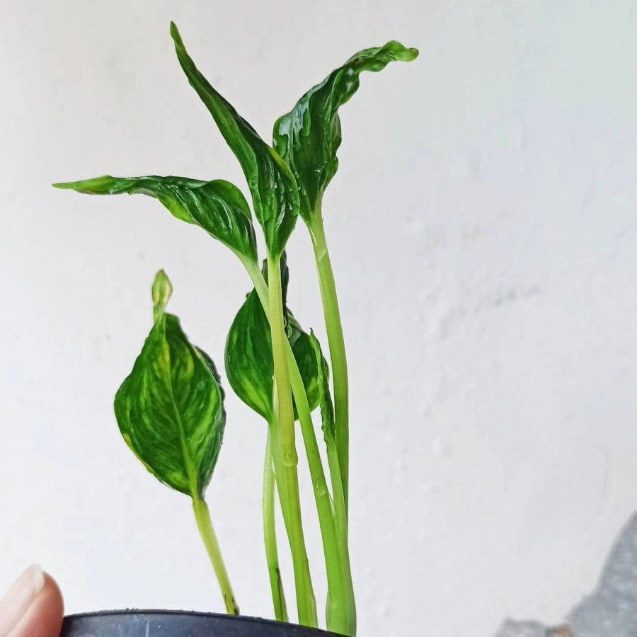 Epipremnum Aurea Variegated for sale at Plant Petite. — Plant Petite