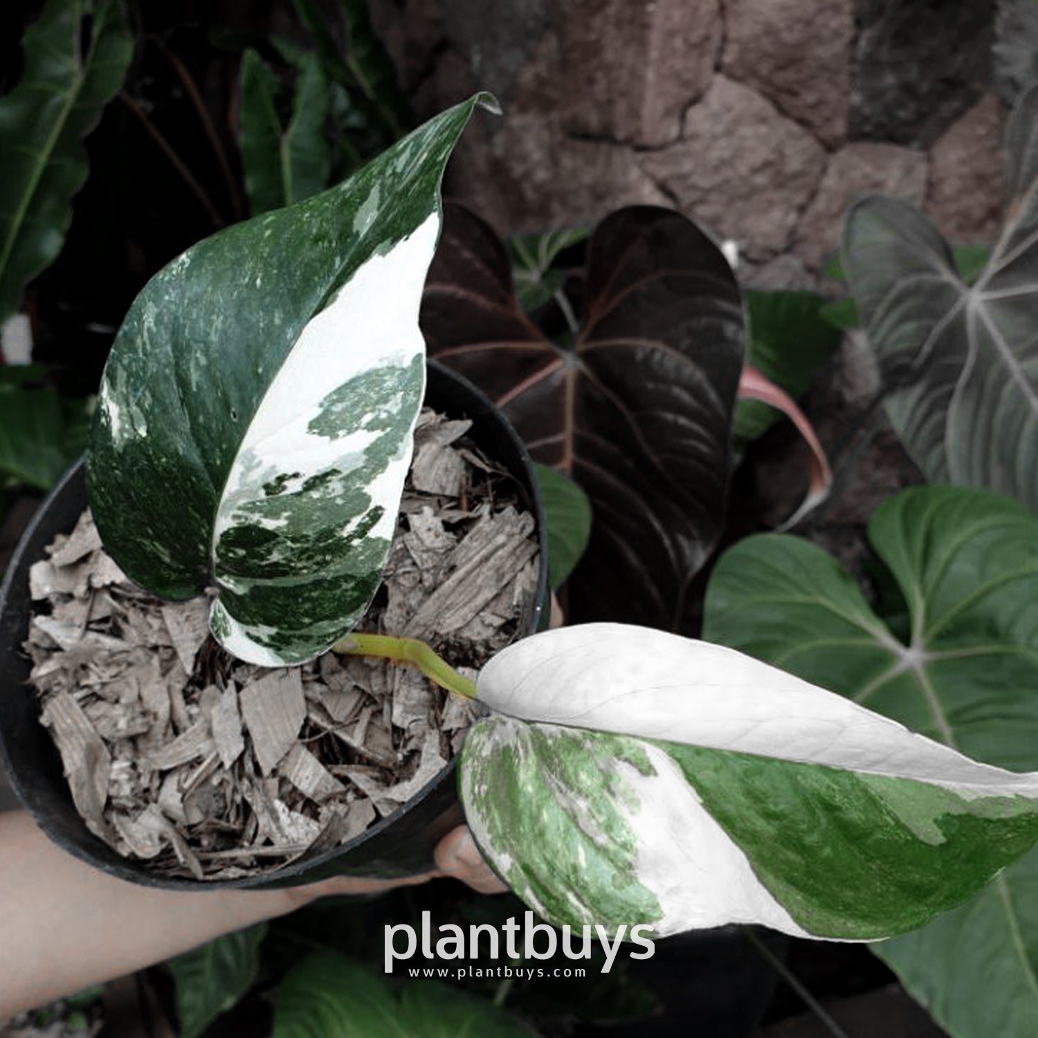 Epipremnum pinnatum aurea  Plants, Variegated plants, Goldfish plant