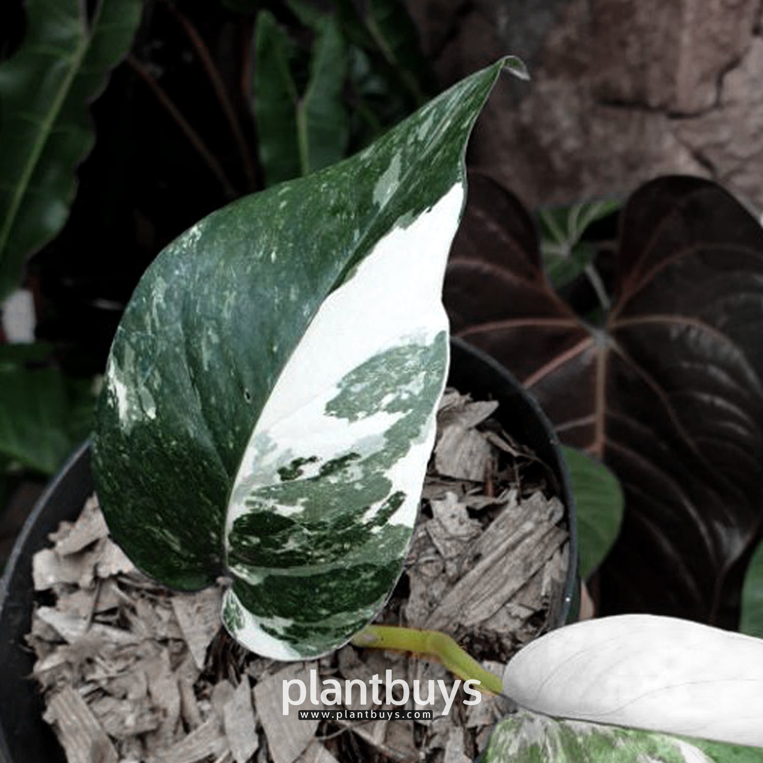 Epipremnum Pinnatum Aurea Variegated -  Denmark