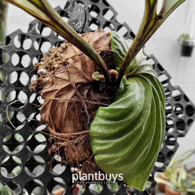 Platycerium Ridleyi Plantbuys Plantbuys