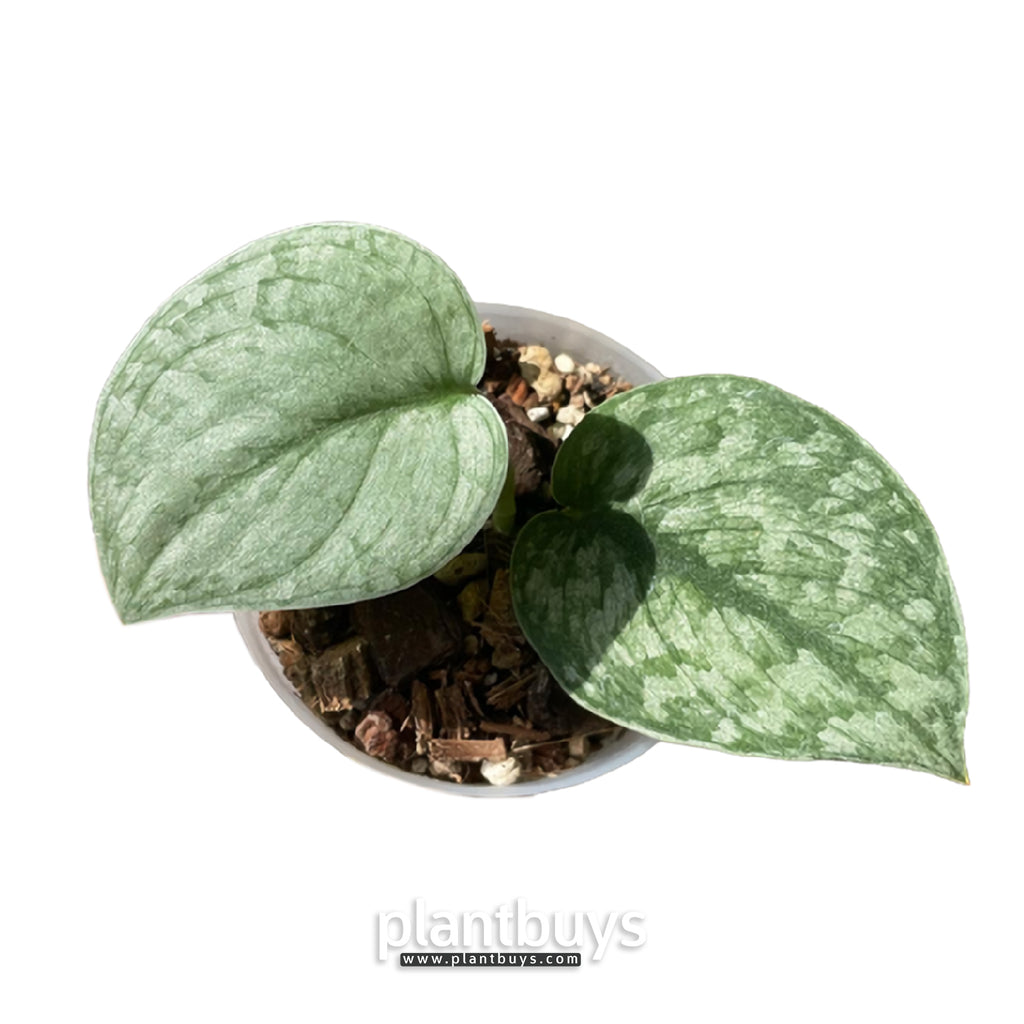 最安価格 【専用出品】Scindapsus pictus Metallic silver 植物/観葉