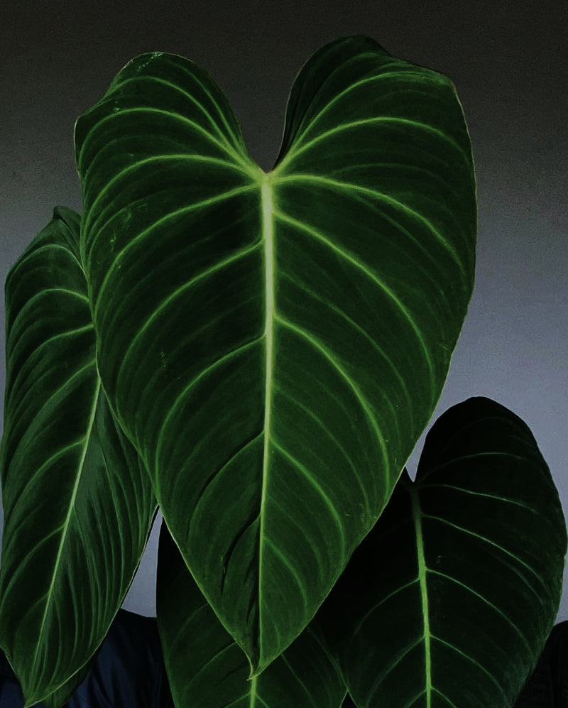 Philodendron Glorious ( Big Leaf )