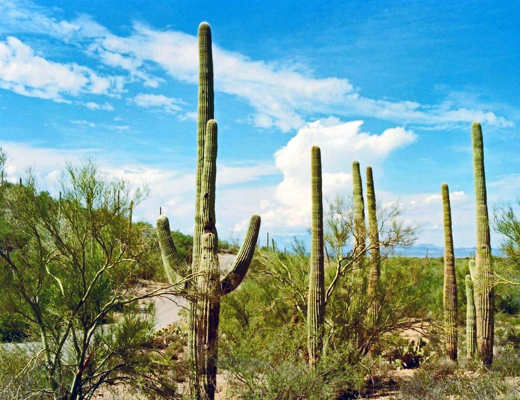 Desert eBike trail in Arizona
